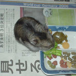 ブロッコリーを食べるユウキ