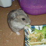 ブロッコリーを食べるコーキ