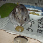 ペレット団子を食べるユウキ