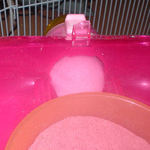 ケージに篭っているアイ