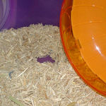 ミステリーサークル出現