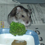 ブロッコリーを食べるユウキ