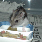 ペレット団子を食べるユウキ