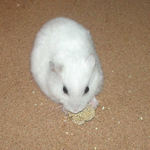 粟の穂を食べるアイ