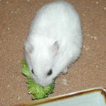 ブロッコリーを食べるアイ