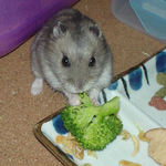 ブロッコリーを食べるコーキ