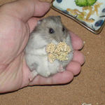 粟の穂腹出し食いのコーキ