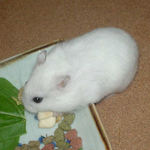 ちびっこクロワッサンを食べるアイ