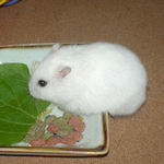 小松菜を食べるアイ