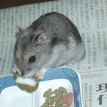 ペレット団子を食べるユウキ