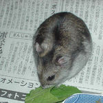 小松菜を食べるユウキ