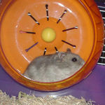 回し車を回すコーキ