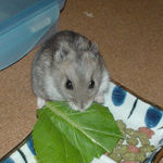 小松菜を食べるコーキ