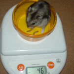 体重は変わらず