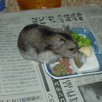 ペレット団子を食べるユウキ