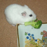 ブロッコリーを食べるアイ