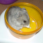 カボチャ種を齧るコーキ