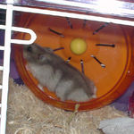 回し車を回すコーキ