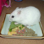 小松菜を食べるアイ