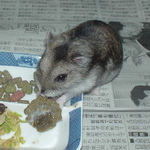 ペレット団子を食べるユウキ