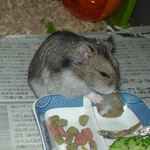 ペレット団子を食べるユウキ