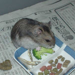 ブロッコリーを食べるユウキ