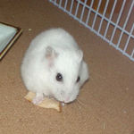 りんごチップを食べるアイ