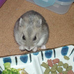 煮干を食べるコーキ