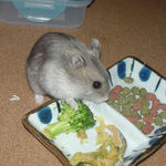 ブロッコリーを食べようとしているコーキ