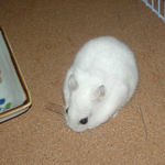 ミートジャーキーを食べるアイ