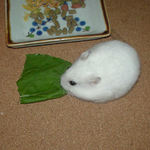 小松菜を食べるアイ