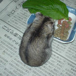 ペレット団子を食べるユウキ