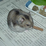 ミートジャーキーを食べるユウキ