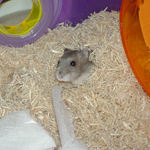 顔だけ出しています