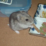 ミートジャーキーを食べるコーキ