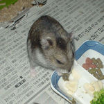 ペレット団子を食べるユウキ