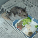 ブロッコリーを食べるユウキ