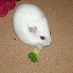 ブロッコリーを食べるアイ