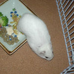 エサ皿から出てくるアイ