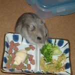 ブロッコリーを食べるコーキ