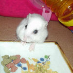 エサ皿を覗いているアイ