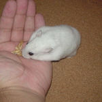 エン麦を食べるアイ