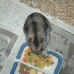 ペレット団子を食べるユウキ