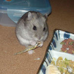 煮干を食べるコーキ