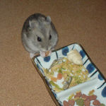 乾燥パパイヤを食べるコーキ