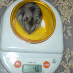 体重は先週と変わらず