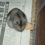 リンゴチップを食べるユウキ