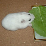 小松菜を食べるアイ