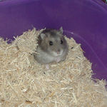 床材に埋もれるコーキ