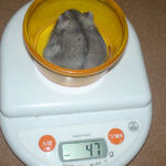 コーキ、体重増えました